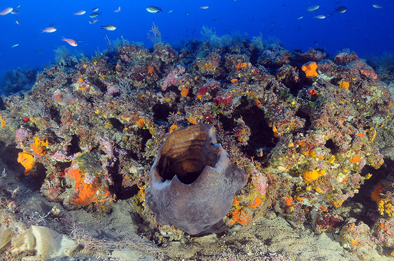 Sembra una spugna caraibica